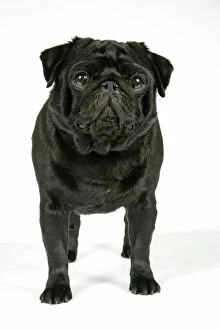 DOG. Black pug puppy
