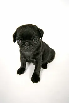 Images Dated 12th September 2007: DOG. Black pug puppy (6 weeks old)
