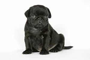 Images Dated 12th September 2007: DOG. Black pug puppy (6 weeks old)