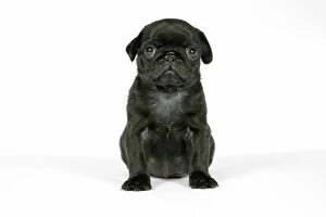 DOG. Black pug puppy (6 weeks old)