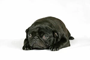 DOG. Black pug puppy (6 weeks old) lying down