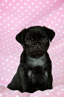 Images Dated 8th September 2009: DOG. Black Pug puppy ( 8 wks old ) Digital Manipulation: background peech to pink