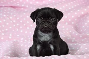 Images Dated 8th September 2009: DOG. Black Pug puppy ( 8 wks old )