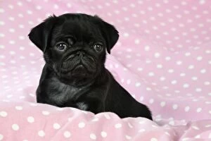 Images Dated 8th September 2009: DOG. Black Pug puppy ( 8 wks old ) Digital Manipulation: background peech to pink