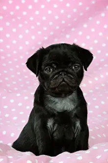 Pugs Prints: DOG. Black Pug puppy ( 8 wks old ) Digital Manipulation: background peech to pink