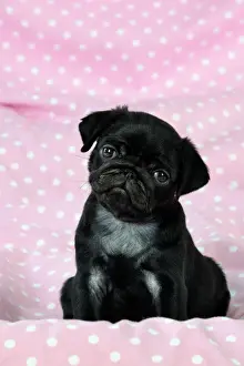DOG. Black Pug puppy ( 8 wks old ) Digital Manipulation: background peech to pink