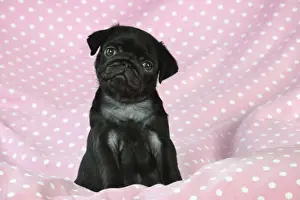 DOG. Black Pug puppy ( 8 wks old ) Digital Manipulation: background peech to pink