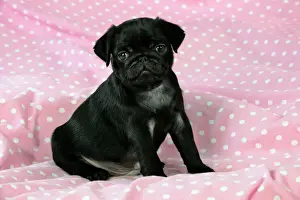 Pugs Prints: DOG. Black Pug puppy ( 8 wks old ) Digital Manipulation: background peech to pink