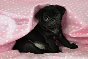 DOG. Black Pug puppy ( 8 wks old ) Digital Manipulation: background peech to pink