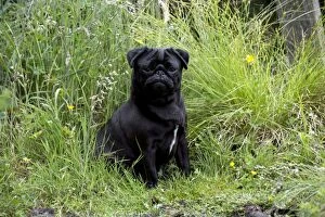 Dog - Black Pug sitting near water