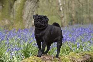Dog Black Pug in a spring Bluebell wood