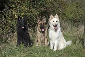 Shepherds Gallery: Dog Black Sable, White German Shepherd x3