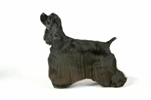 DOG. Black and tan American cocker spaniel