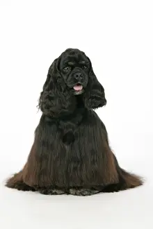 DOG. Black and tan American cocker spaniel