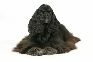 DOG. Black and tan American cocker spaniel