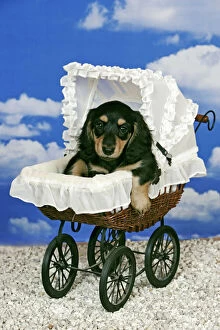 Dog - Black and tan Dachshund puppy in baby pram