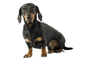 Images Dated 8th April 2006: Dog - Black and Tan Short-haired Dachshund
