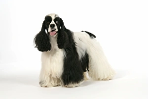 Images Dated 16th June 2007: DOG. Black and white American cocker spaniel