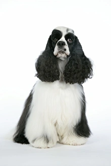 Images Dated 16th June 2007: DOG. Black and white American cocker spaniel