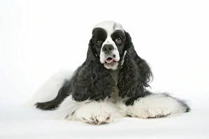 Images Dated 16th June 2007: DOG. Black and white American cocker spaniel laying down