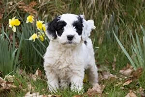 Images Dated 29th March 2014: Dog - black & white Cockerpoo 7 week old puppy Dog - black & white Cockerpoo 7 week old puppy
