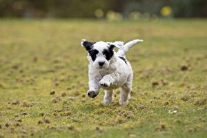 Dog - black & white Cockerpoo 7 week old puppy running
