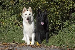 Dog Black & White German Shepherd x2