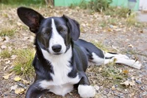Images Dated 10th April 2010: Dog - black and white puppy - with one ear standing up while the other hangs down - Patagonia