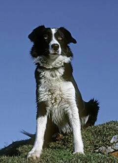 Images Dated 3rd July 2008: Dog - Black and white Sheepdog Border Collie sitting down Cotswolds UK