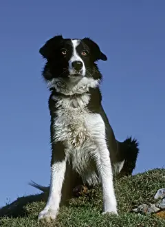 Vertical Prints: Dog - Black and white Sheepdog Border Collie sitting down Cotswolds UK