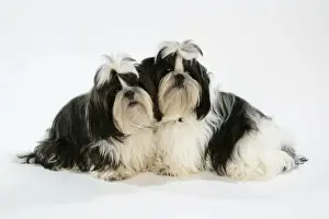 Dog - Black and White Shih Tzu puppies