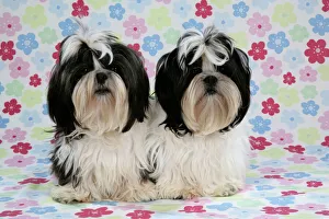 Utility Breeds Collection: Dog - Black and White Shih Tzu puppy on flowery background