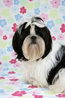 Dog - Black and White Shih Tzu puppy on flowery background