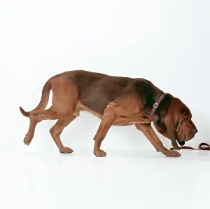 Working Prints: Dog - Bloodhound JD 14930 Sniffing © John Daniels / ARDEA LONDON