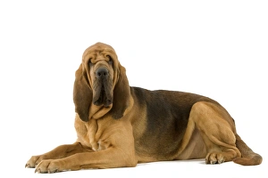 Images Dated 13th March 2006: Dog - Bloodhound. Also known as St Hubert Hound