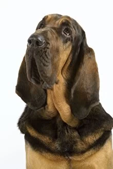Bloodhounds Gallery: Dog - Bloodhound / Saint Hubert