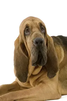 Bloodhounds Prints: Dog - Bloodhound / St Hubert Hound - Sitting down