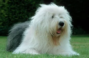 Herd Breeds Collection: Dog - Bobtail lying in garden