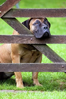 Images Dated 13th June 2007: Dog - Boerboel peering through fence