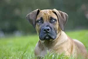 Images Dated 18th September 2011: Dog - Boerboel - puppy in garden