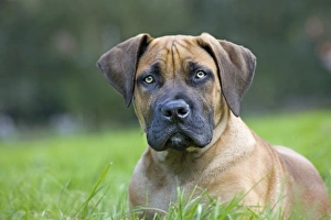 Images Dated 18th September 2011: Dog - Boerboel - puppy in garden