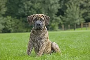 Images Dated 24th July 2011: Dog - Boerboel - puppy in garden