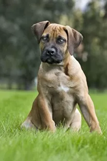 Images Dated 18th September 2011: Dog - Boerboel - puppy in garden
