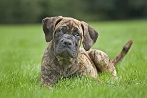 Images Dated 24th July 2011: Dog - Boerboel - puppy in garden