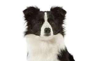 Images Dated 9th April 2006: Dog - Border Collie