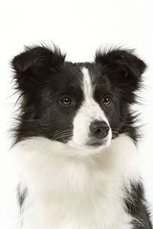 Images Dated 9th April 2006: Dog - Border Collie