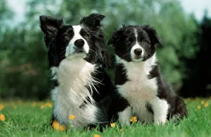 Families Collection: Dog - Border Collie - Adult with puppy sitting in garden