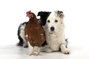 Images Dated 12th November 2012: Dog - Border Collie with a chicken