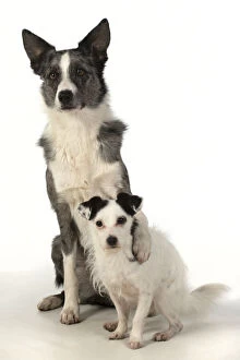 Images Dated 11th March 2020: DOG. Border Collie cross breed dog, with paw
