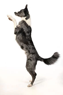 DOG. Border Collie cross breed dog, standing